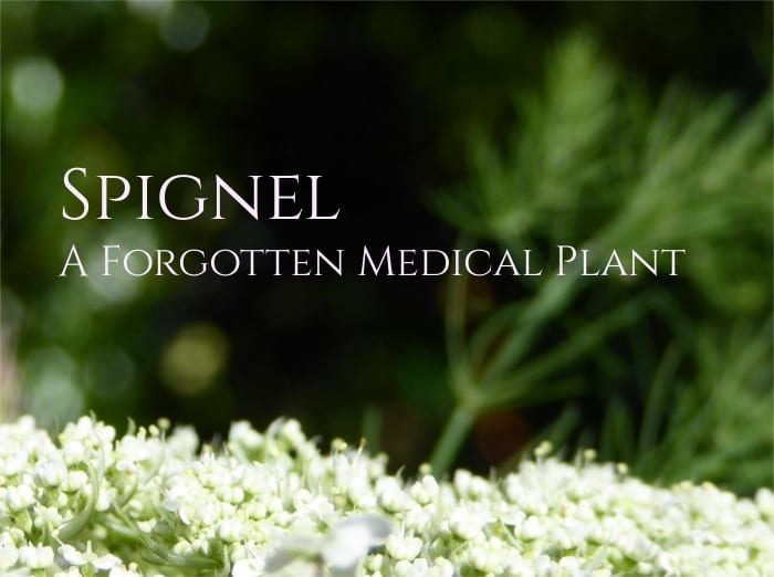 Spignel Meum Athamanticum plant