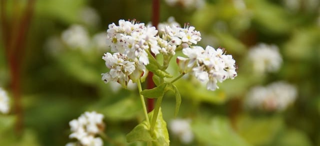 What is Buckwheat