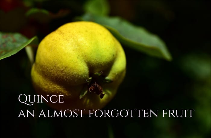 Quince Fruit