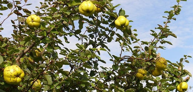 Quince Fruits