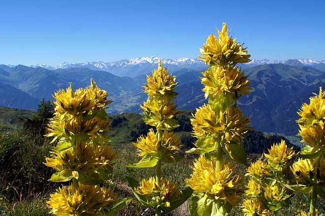 yellow gentian bitter herb
