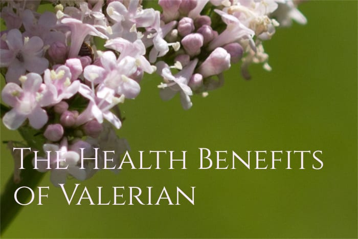 Valerian Root Health Benefits