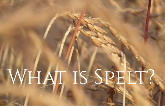 What is spelt