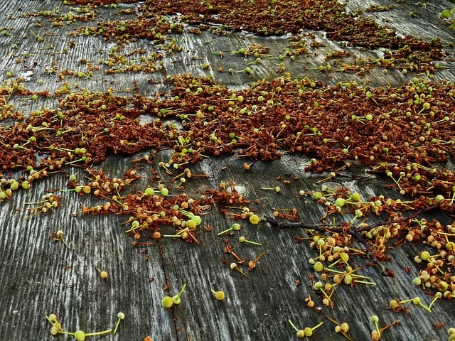 Linden blossoms tea benefits