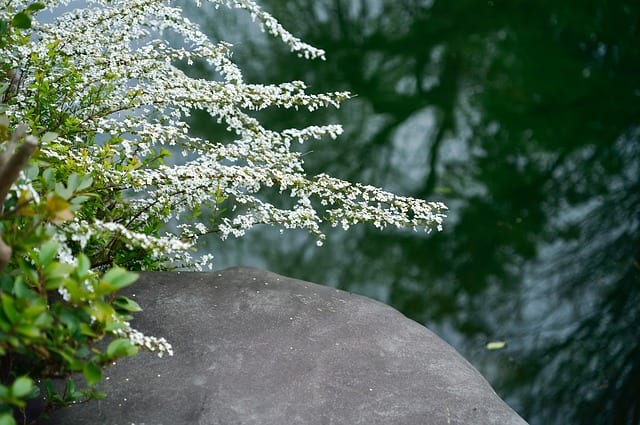 Meadowsweet benefits
