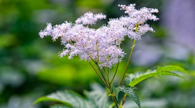 Meadowsweet flower