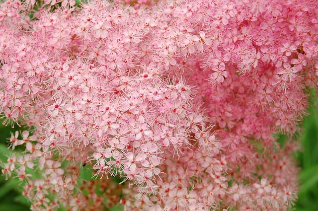 What is meadowsweet