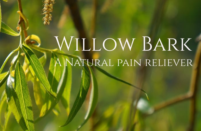 Willow Bark