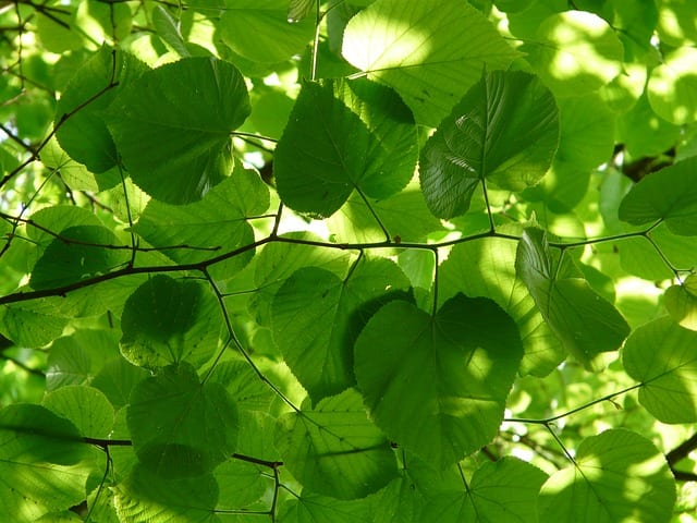 linden tea benefits
