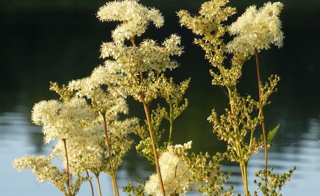 meadowsweet herb