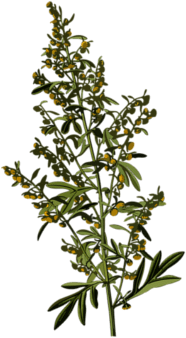 Wormwood spring may cure Hildegard of Bingen