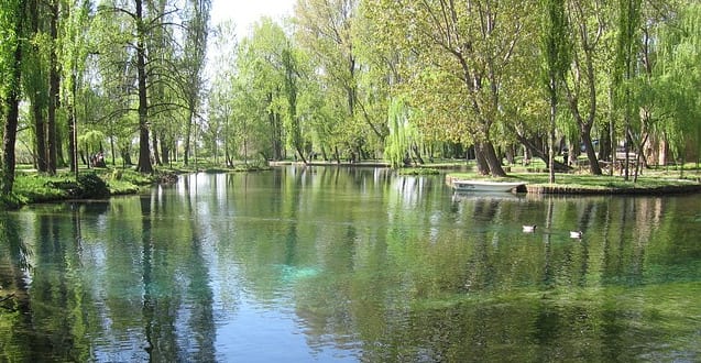 Willow trees along a lake