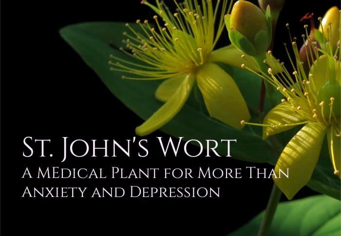 St. John' s Wort Benefits