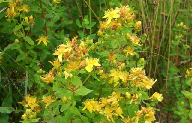 St. John's Wort Dosage