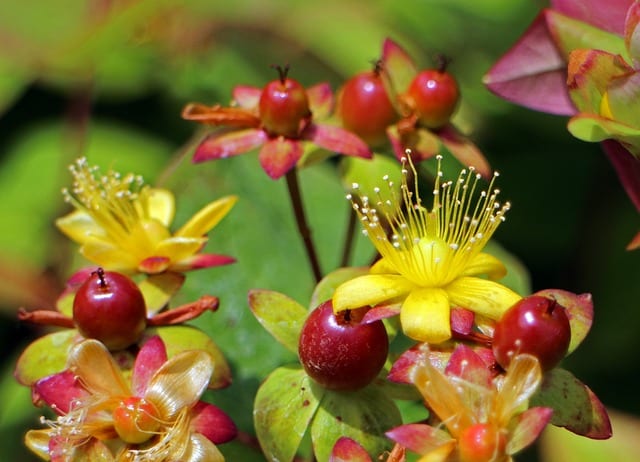 St. John's Wort Uses