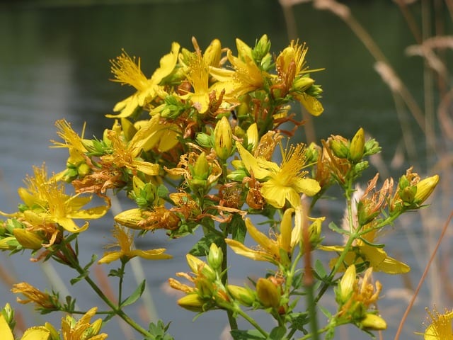 hypericum perforatum