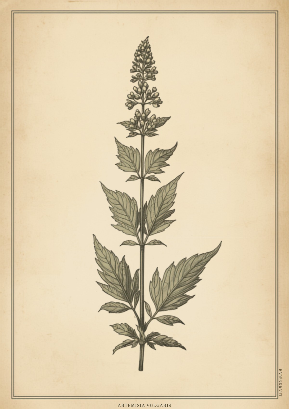 Mugwort Artemisia vulgaris botanical illustration, Hildegard's bitter digestive herb
