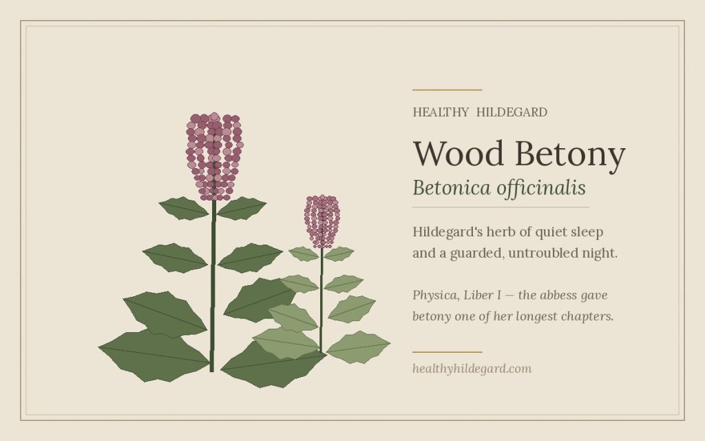 Wood betony (Betonica officinalis) botanical illustration, the herb Hildegard von Bingen recommended for quiet sleep