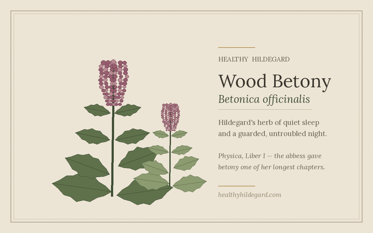 Wood betony benefits: Betonica officinalis botanical plate, the herb Hildegard von Bingen linked to quiet sleep